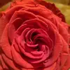 mandyroberson78 - @mandyroberson78 - TikTok