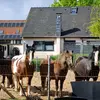 Meine Ponywelt❤ - @mandyschilling1107 - TikTok