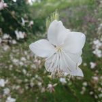 Mandy Schwabe - @schwabemandy - Instagram