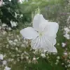 Mandy Schwabe - @mandy.schwabe - TikTok