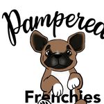 Amanda N Kenneth Sheffield - @pampered_frenchbulldogs_ - Instagram