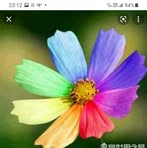 Mandy Shum - Facebook