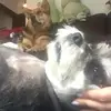 Mandy Siu Man Ting - @30502641905 - TikTok