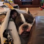 Mandy Stein - @mandythefrenchton - Instagram