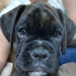 Mandy Steiner Scheffer - @creed_the_boxer_2021 - Instagram