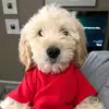 Manfred Dog Ranch🐶 - @manfred.ackermann7 - TikTok