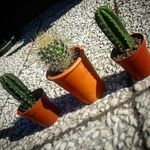 Manfred, Ernst och Clinton - @godlycacti - Instagram