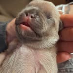 ℒ𝒾𝒸𝒽𝓉𝒷𝓁𝒾𝒸𝓀🤍 - @mammut.herz_manfred - Instagram