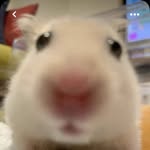 Manfred - @manfred_ein_herz_fur_hamster - Instagram