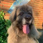 Manfred - @manfred_the_leonberger - Instagram