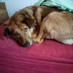 Manfred Schaefer - @silkiesfarm_70 - Instagram
