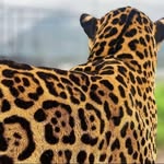 Manfred Thomas - @mt2472070 - Instagram