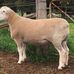 Manfred White Suffolks - Facebook