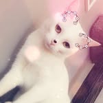 Mango_davis - @mango_davis - Instagram
