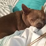 Mango The Dog - @mango__davis - Instagram