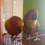Mango🦜 & Tango🦜 - @mango__.__tango - Instagram