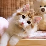 Mango and Tango - @siberian.mangotango - Instagram