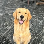 Mango - @mango.tango_21 - Instagram