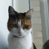 Mango - @mango_tango3.14159 - TikTok