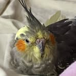 Mango Tango - Facebook