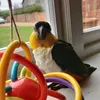 Mango Tango - @mangotheparrot123 - TikTok