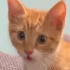 mango tango - @mangoixpue5 - TikTok