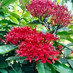 Manisha Raja - Facebook