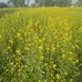 Manjunath Bennur - Facebook