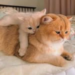 Andrew Wong - @mankit.wong.33 - Instagram