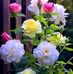 Manmohan Das - Facebook