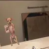 Snipobot - @kingmannie_ - TikTok