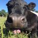 Manning Hill Farm - Facebook