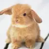 mannyquevedo43 - @the_rabbitsarecool - TikTok