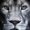 Mannysalas - @_disciple_ - TikTok