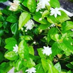Manoj  Thampi - @mthampi_delhi - Instagram