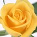 Manoj Warrier - Facebook