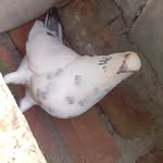 manoj kiccha - @manojkumardesai794 - Instagram