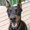 ManolitoBlackDoberman - @manolitoblackdoberman - TikTok