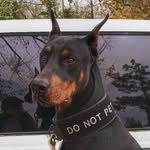 ManolitoMontoyaBlackDoberman - @manolitomontoyablackdoberman - Instagram