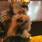 Manolo Alvarez - @misterdogmanolo - Instagram