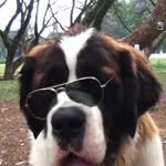 Manolo - @manolo_o_sao_bernardo - Instagram