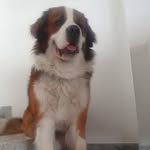 Manolo The San Bernardo - @manolo_0422 - Instagram