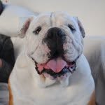 Manolo Calderón - @manolothebulldog - Instagram