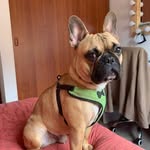 Manolo Calderon - @mano.litodog - Instagram