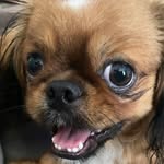 Manolo Pek 🐶✊🏾 - @manolo_castro_202 - Instagram