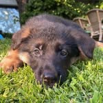 Manolo Navarro - @itslolothedoggo - Instagram