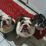 Buldogue Gilberto, Tank & Manolo - @buldoguegilbertotankemanolo - Instagram