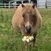 Beauce Miniature chevaux miniatures Manon Giroux et Karolane Lapointe - Facebook
