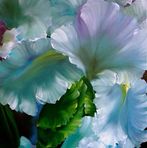 Manon Lemire - Facebook
