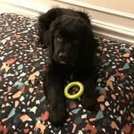 Manon Murray - @henri_premier_the_dog - Instagram